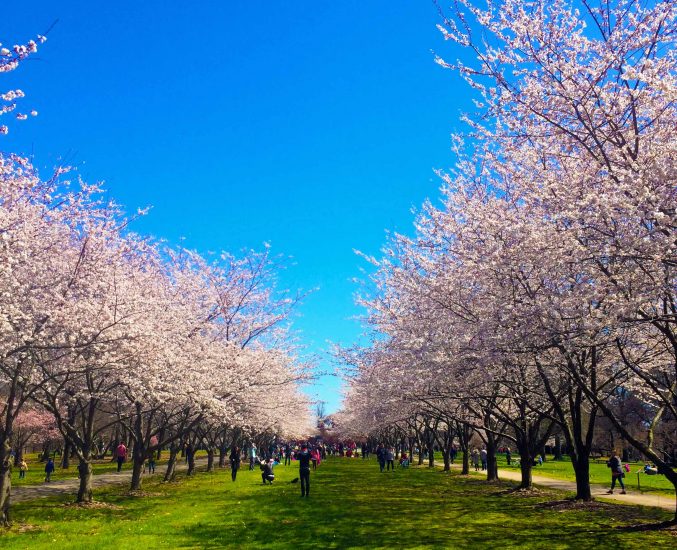 Rows of cherry blossom trees.