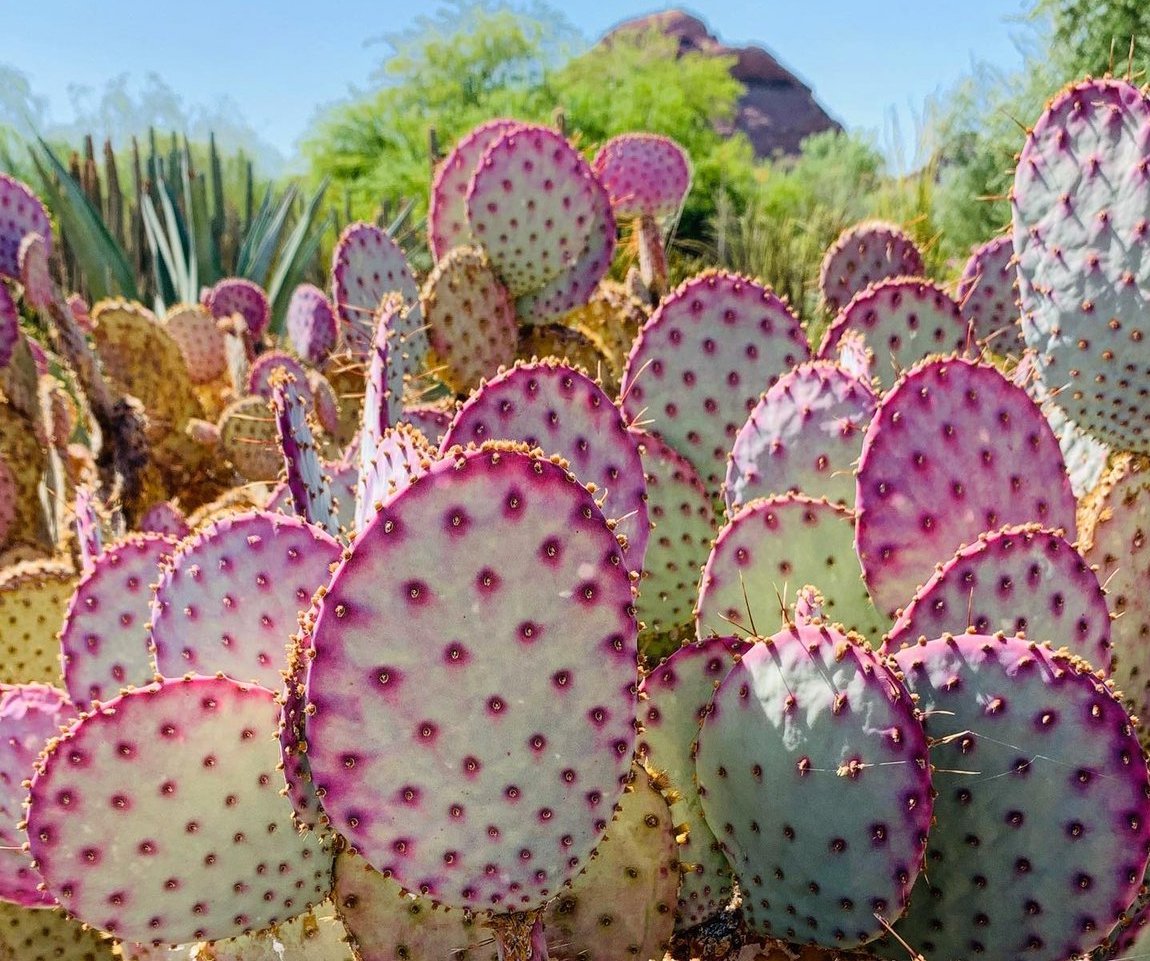 Cactus at the Desert Botanical Garden.