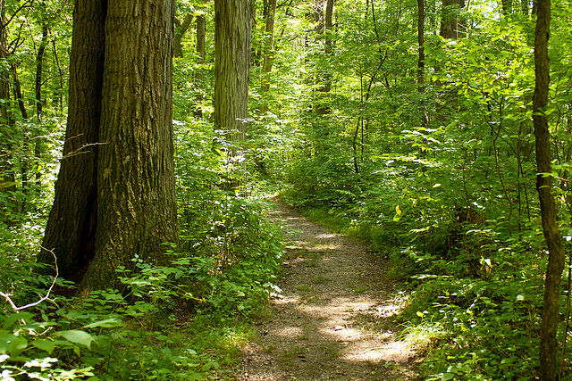 A hiking path through the forest. 